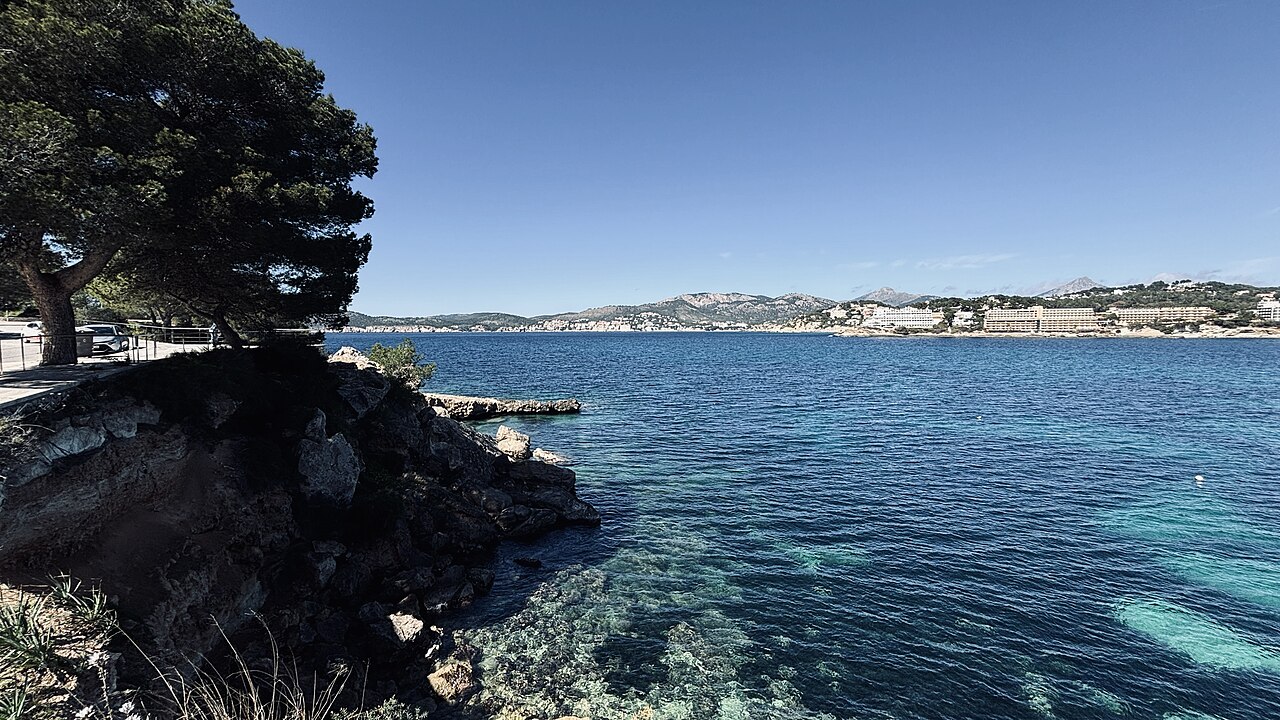 Pinie und klares Meer an der Bucht von Santa Ponça auf Mallorca